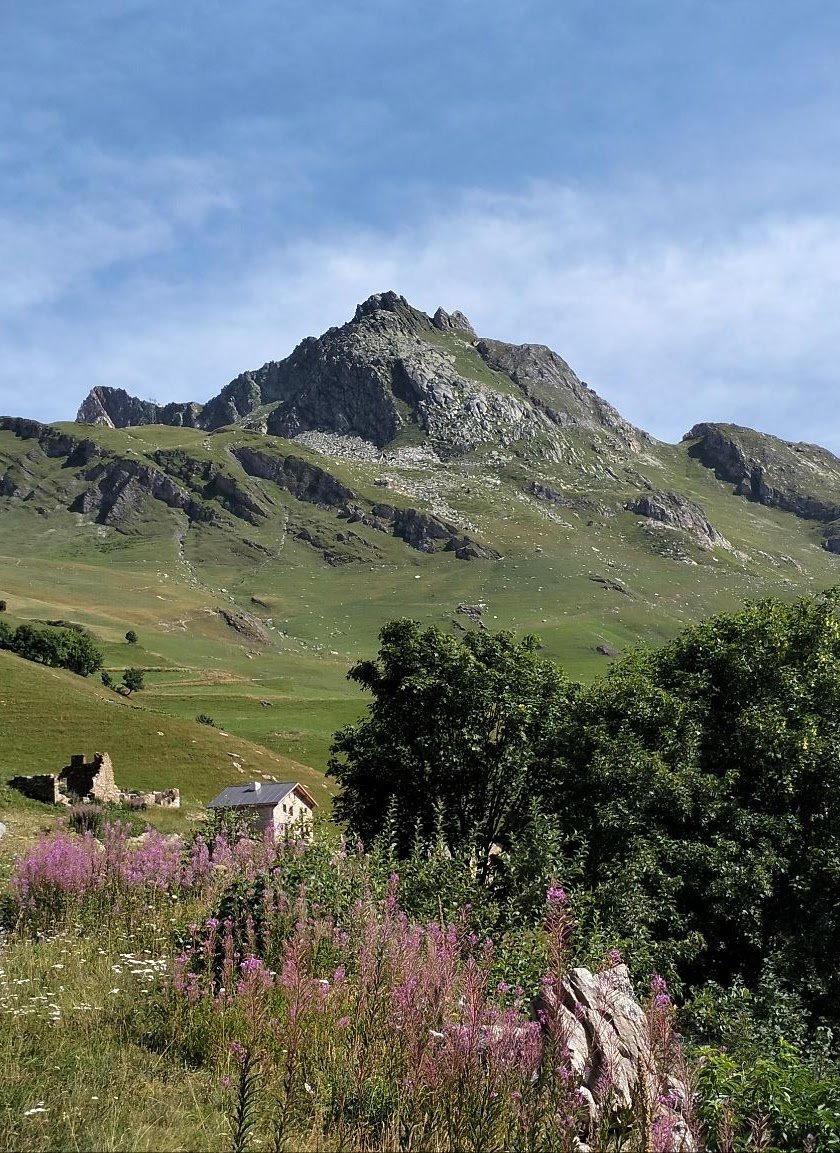 Vetta e fiori di montagna
