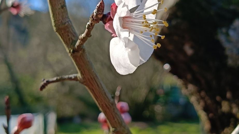 Fiore di albicocco in primavera