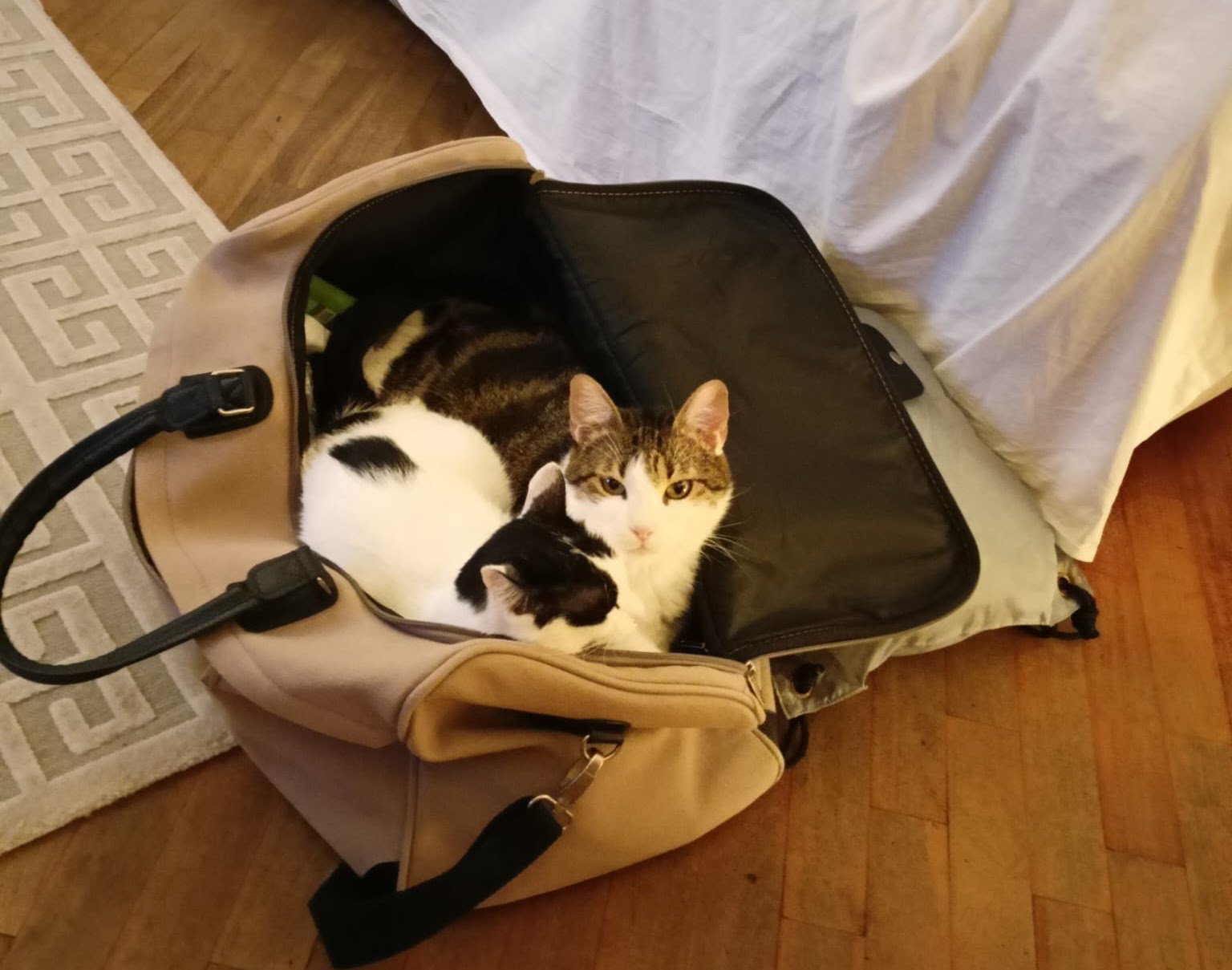 I gatti dentro la borsa
